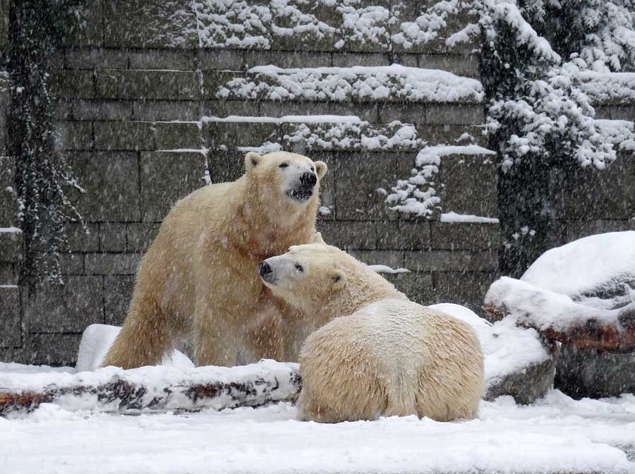 Eisbär LUKA und Eisbärin ANORI im Grünen Zoo Wuppertal am 24. Januar 2015