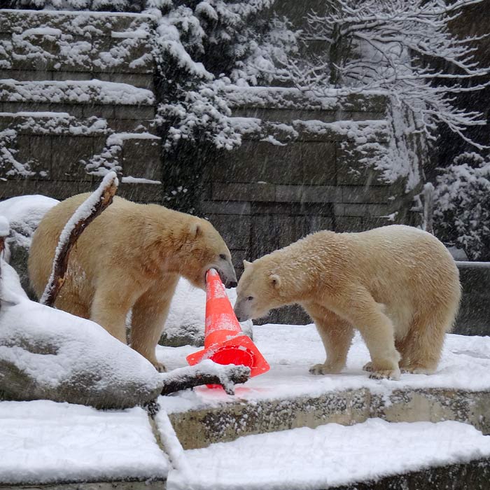 Eisbären am 24. Januar 2015 im Wuppertaler Zoo