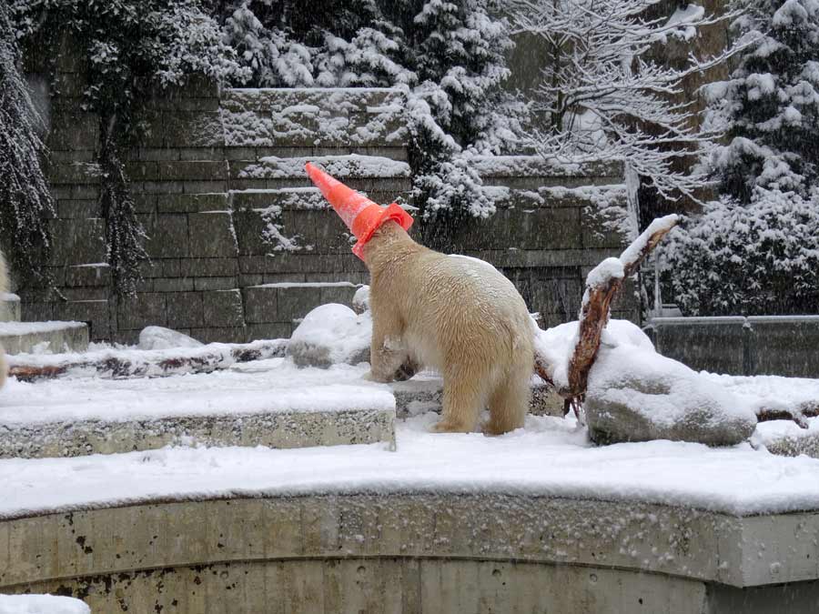 Eisbärin ANORI im Zoo Wuppertal am 24. Januar 2015