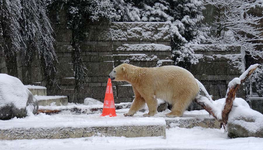Eisbärin ANORI im Grünen Zoo Wuppertal am 24. Januar 2015