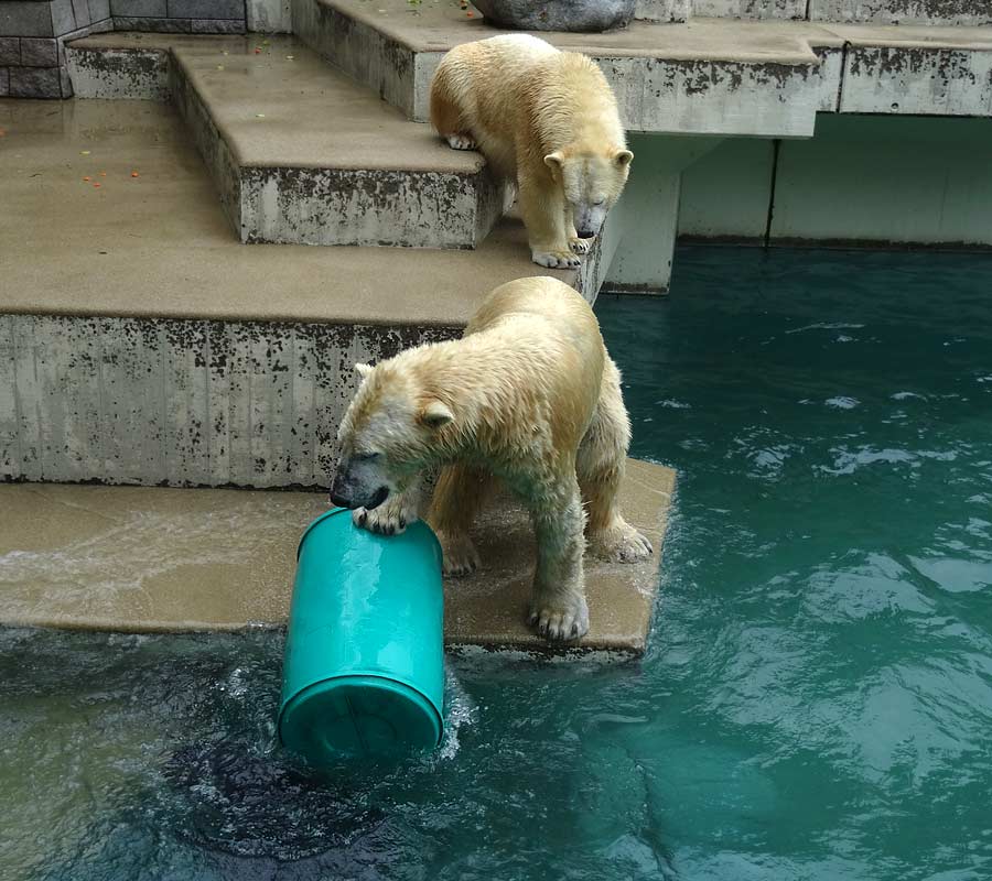 Eisbär Luka und Eisbärin Anori im Zoo Wuppertal am 22. Februar 2015