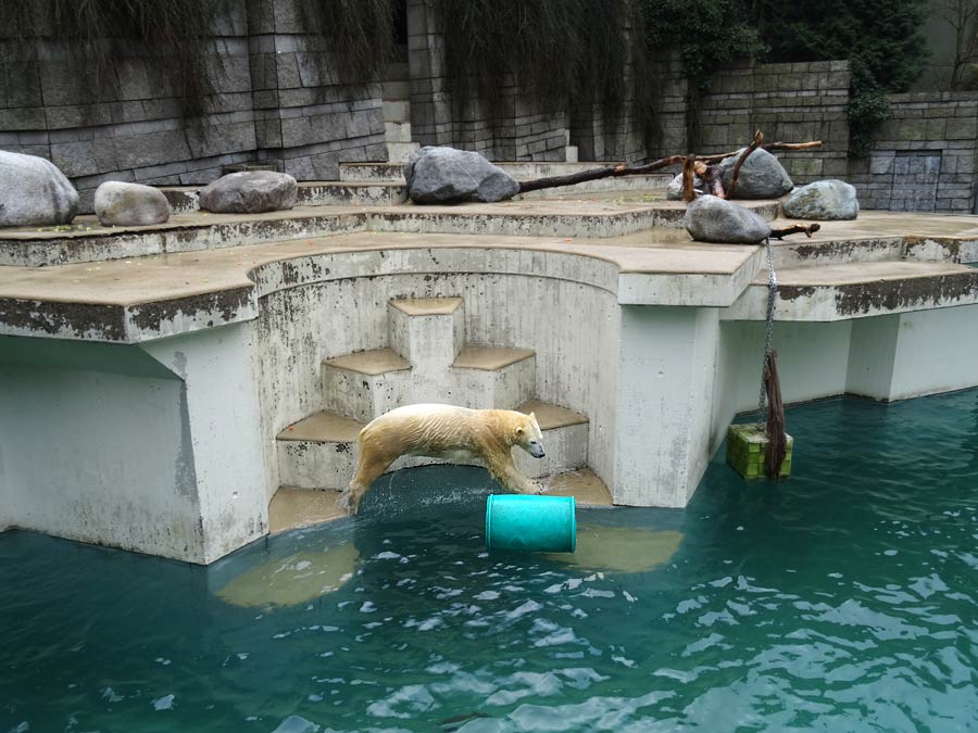 Eisbärin Anori im Zoo Wuppertal am 22. Februar 2015