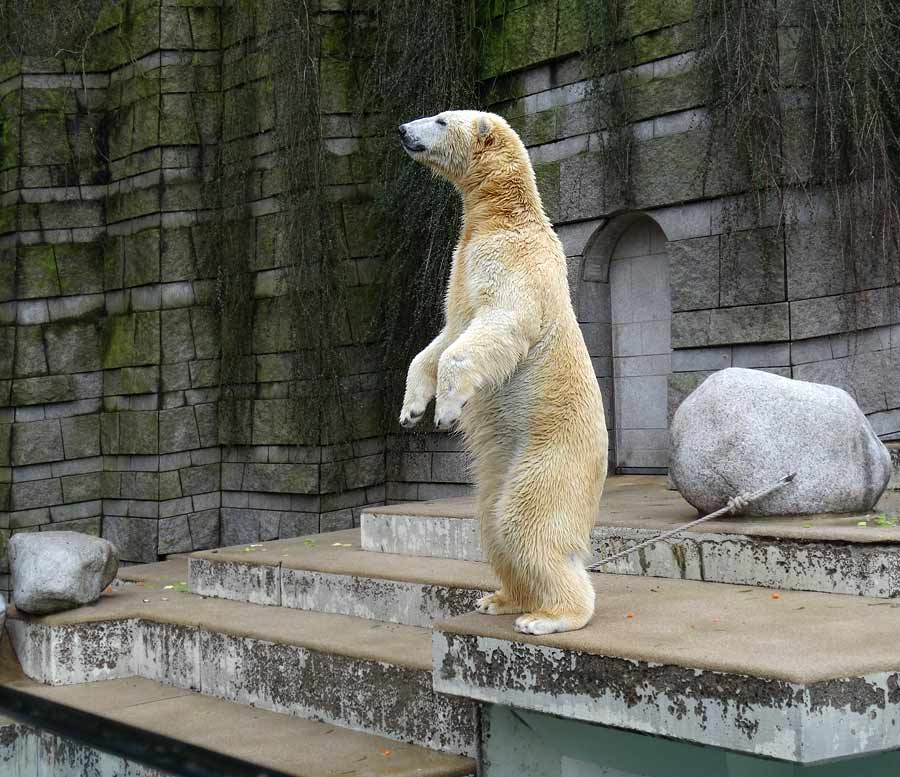 Eisbär Luka im Zoo Wuppertal am 22. Februar 2015