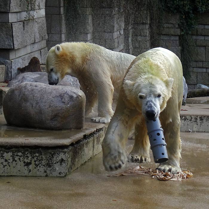 Eisbären am 23. Oktober 2015 im Wuppertaler Zoo