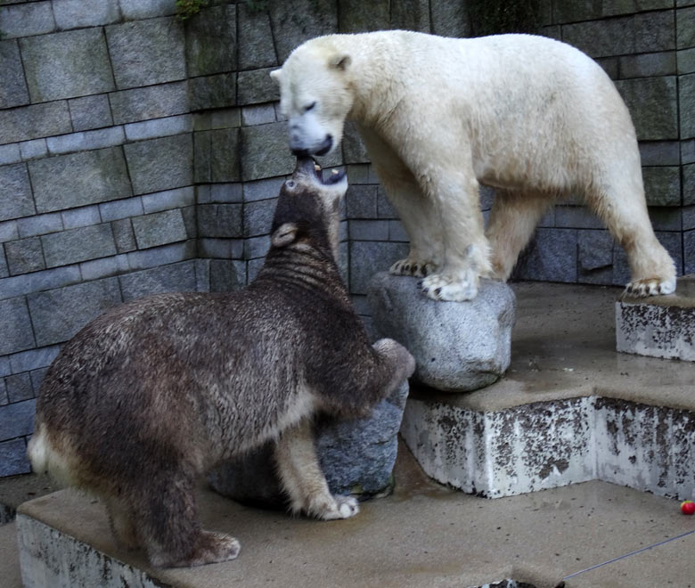 Eisbärin ANORI und Eisbär LUKA am 23. Oktober 2016 auf der großen Freianlage für Eisbären im Zoo Wuppertal