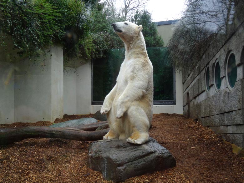 Eisbär LUKA am 19. März 2017 im Zoologischen Garten Wuppertal