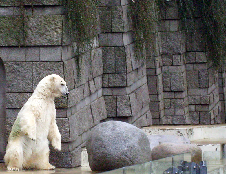 Eisbärin "Jerka" im Zoo Wuppertal im Dezember 2008