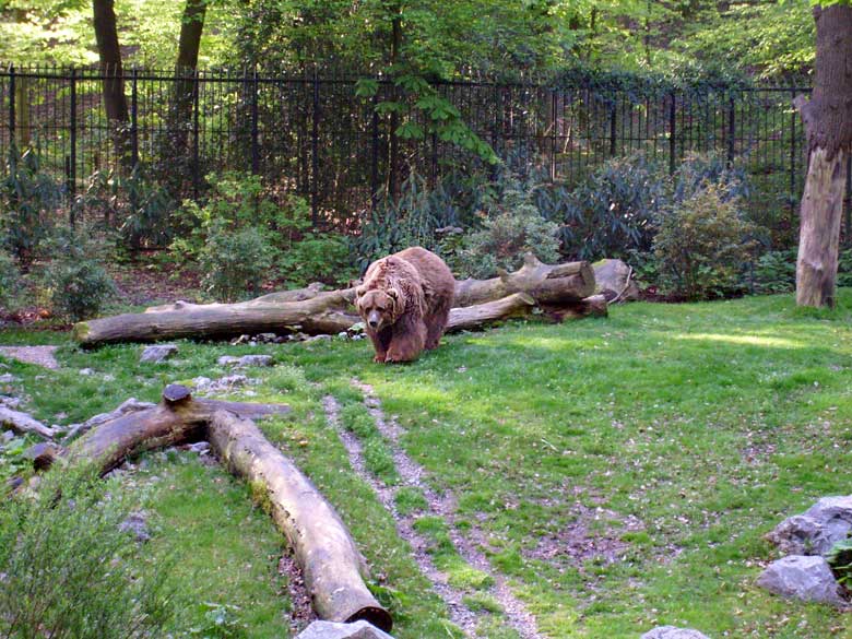 Kodiakbär im Zoo Wuppertal im Mai 2008