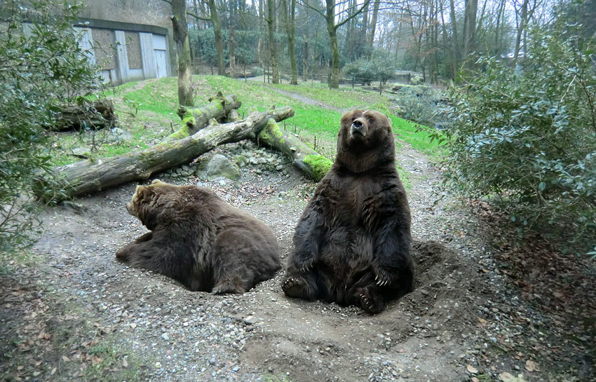 Kodiakbären im Wuppertaler Zoo am 29. Januar 2012