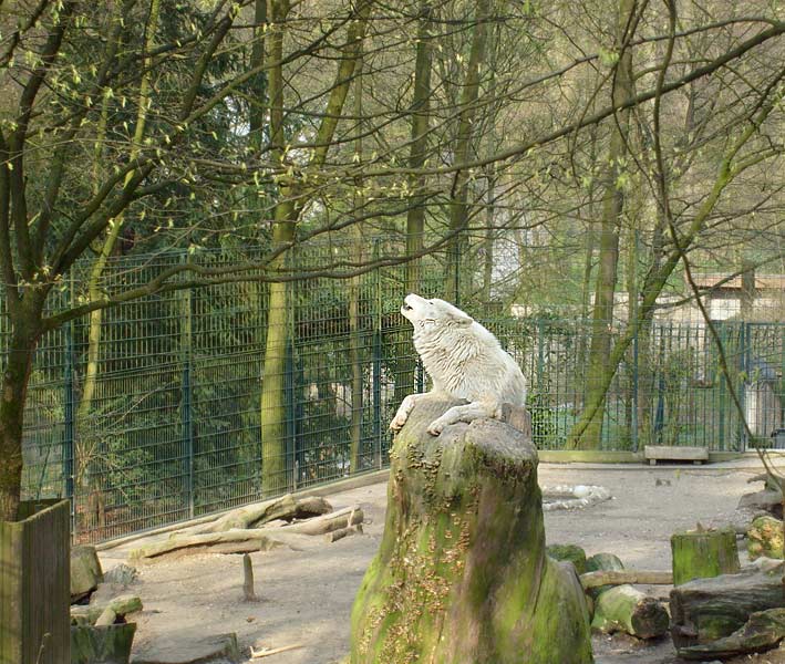 Kanadischer Wolf im Zoo Wuppertal im April 2008