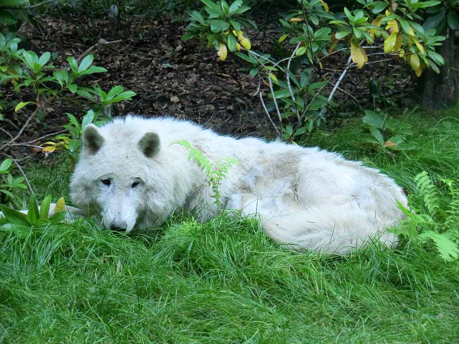 Kanadischer Wolf im Zoo Wuppertal im Juni 2014