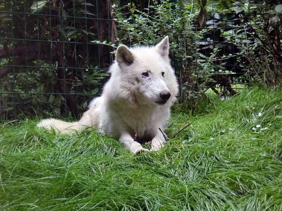 Kanadischer Wolf im Wuppertaler Zoo im Juni 2014