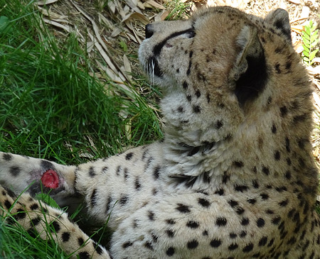 Verletzter Gepard DUMA am 9. September 2015 im Grünen Zoo Wuppertal