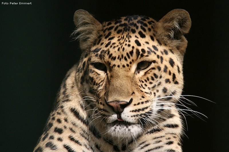 Indischer Leopard im Zoologischen Garten Wuppertal im Oktober 2007 (Foto Peter Emmert)