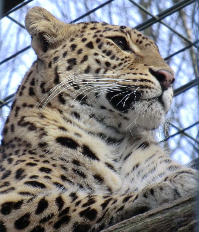Indischer Leopard im Wuppertaler Zoo im Februar 2012