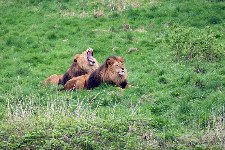 Afrikanische Löwen-Kater SHAWANO und TAMO am 7. April 2024 auf der Löwen-Savanne im Grünen Zoo Wuppertal