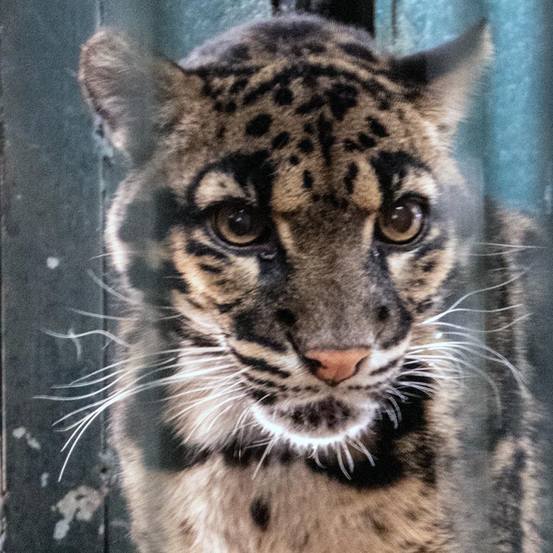 Nebelparder-Katze AMBIKA am 15. März 2024 im Innengehege im Großkatzen-Haus im Wuppertaler Zoo