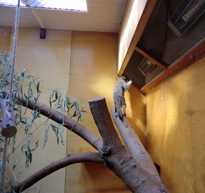 Oman-Falbkatze im Zoo Wuppertal im März 2012