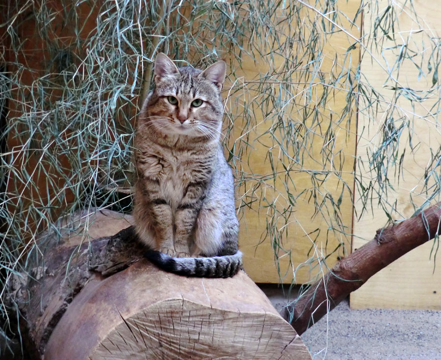 Oman-Falbkatze im Zoo Wuppertal im November 2012