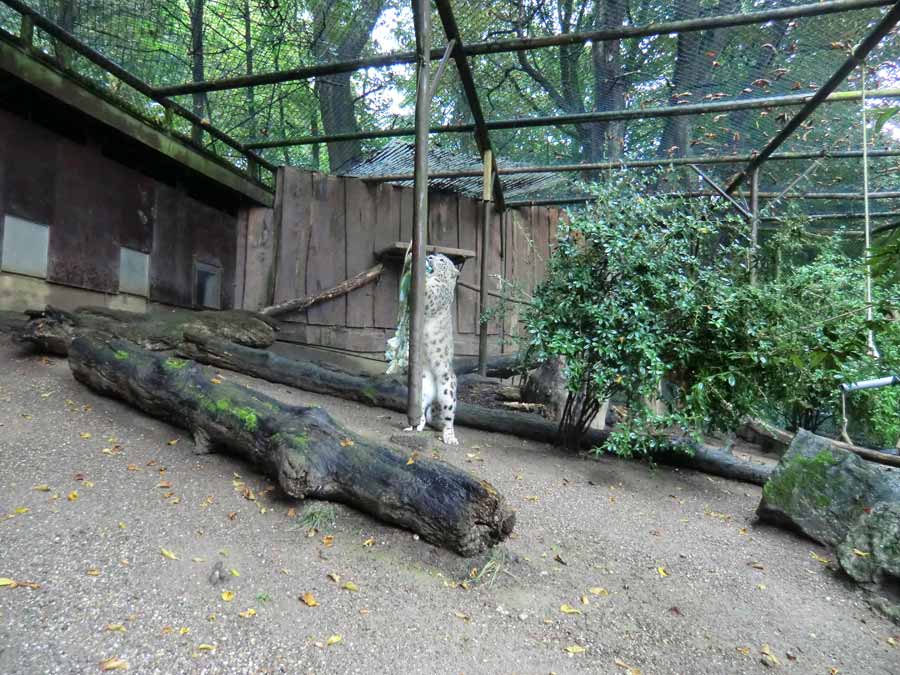 Schneeleopard im Wuppertaler Zoo im September 2014