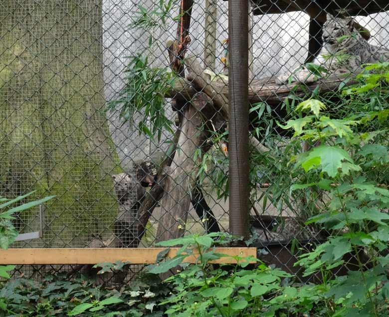 Schneeleoparden-Katze Aditi mit Jungtier im Juli 2016 im Grünen Zoo Wuppertal