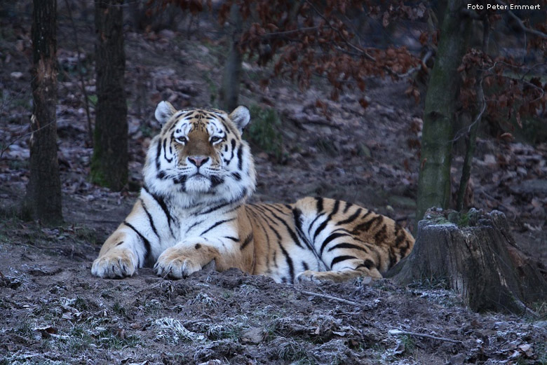 Sibirischer Tigerkater Wassja im Wuppertaler Zoo im Dezember 2008 (Foto Peter Emmert)
