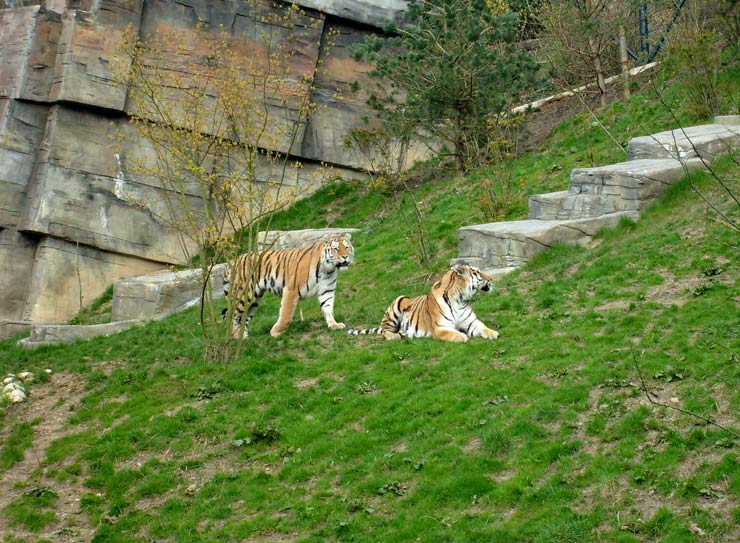 Sibirische Tiger im Wuppertaler Zoo im April 2008
