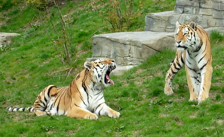 Sibirische Tiger im Wuppertaler Zoo im April 2008