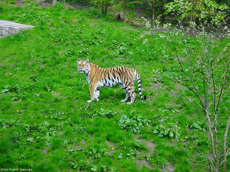 Sibirischer Tiger im Zoologischen Garten Wuppertal im Mai 2008 (Foto Frank Gennes)