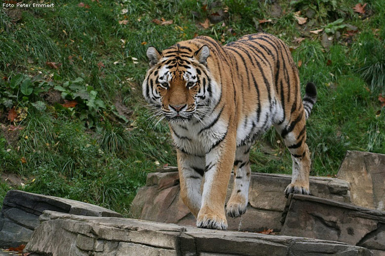 Sibirischer Tiger im Zoologischen Garten Wuppertal im Oktober 2008 (Foto Peter Emmert)