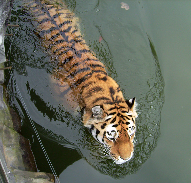 Sibirischer Tiger im Wuppertaler Zoo im April 2009