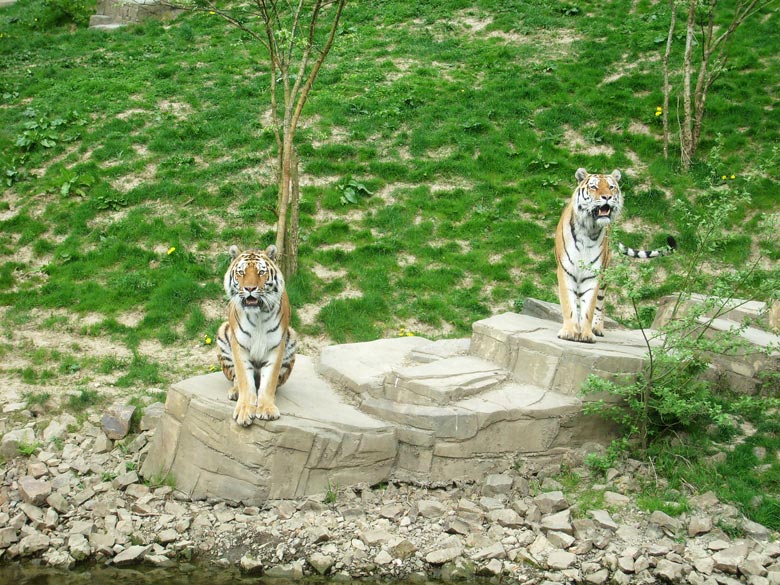 Sibirische Tiger im Wuppertaler Zoo am 30. April 2010