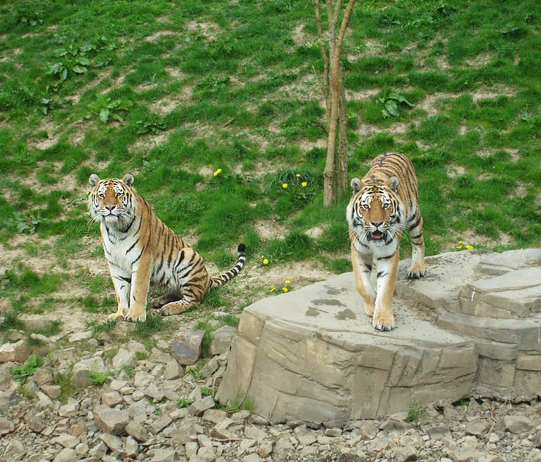 Sibirische Tiger im Zoo Wuppertal am 30. April 2010