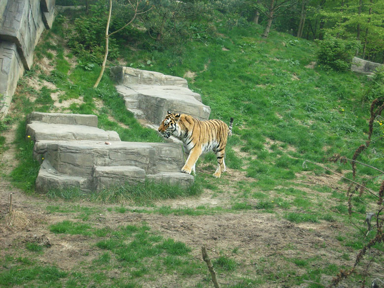 Sibirischer Tiger im Zoologischen Garten Wuppertal am 30. April 2010