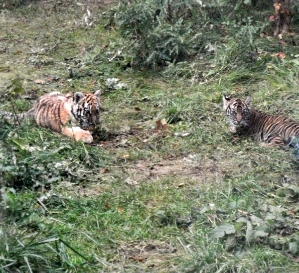 Tigerjungtiere Tschuna und Daseep im Wuppertaler Zoo am 30. Oktober 2010