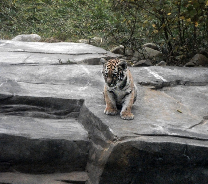 Tigerjungtier Tschuna im Zoologischen Garten Wuppertal am 30. Oktober 2010