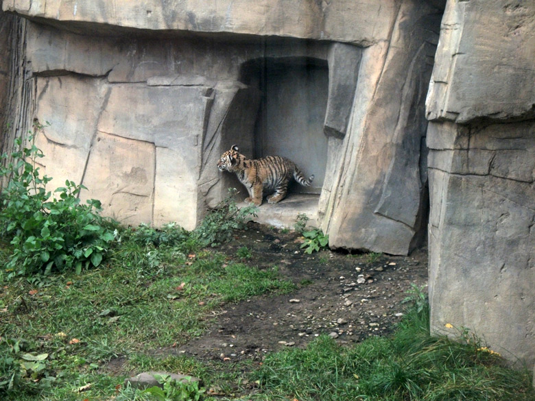 Tigerjungtier Tschuna im Wuppertaler Zoo am 2. November 2010