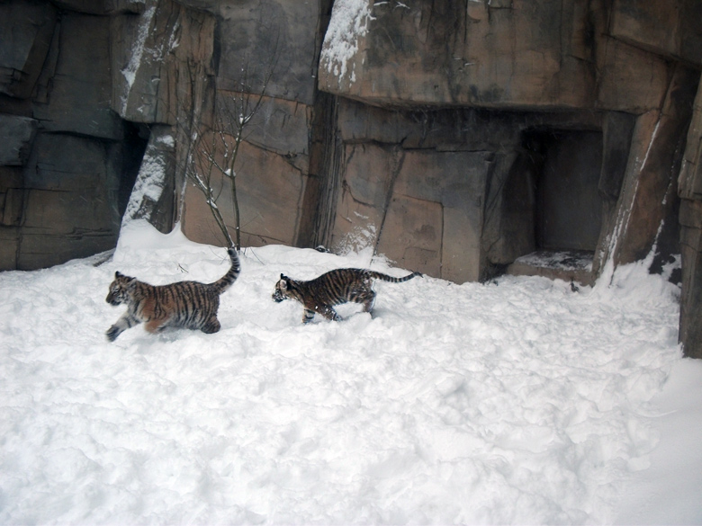Jungtiger Tschuna und Daseep im Zoo Wuppertal am 24. Dezember 2010