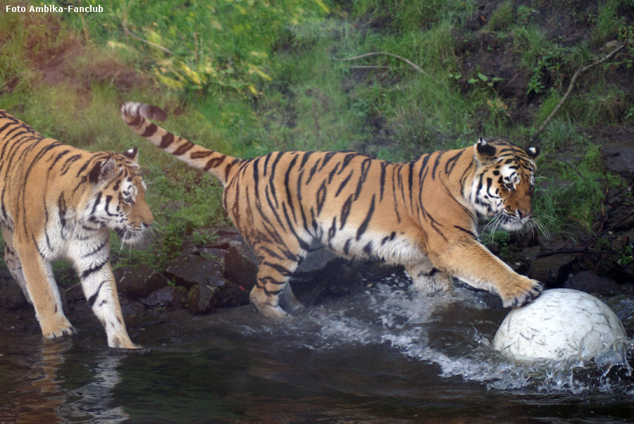 Sibirische Tigerkater Wassja und Mandschu mit Ball im Zoologischen Garten Wuppertal im Oktober 2011 (Foto Ambika-Fanclub)