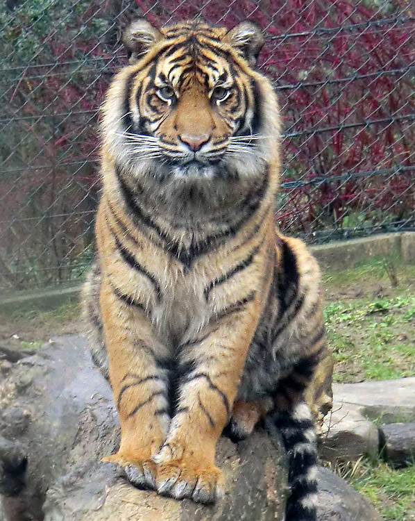 Sumatra Tigerjungtier DASEEP im Zoologischen Garten Wuppertal am 7. Januar 2012