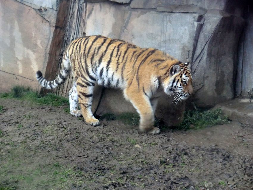 Sibirisches Tigerjungtier TSCHUNA im Zoologischen Garten Wuppertal am 8. Januar 2012