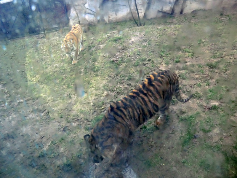 Sibirisches Tigerjungtier TSCHUNA und Sumatra Tigerjungtier DASEEP im Wuppertaler Zoo am 8. Januar 2012