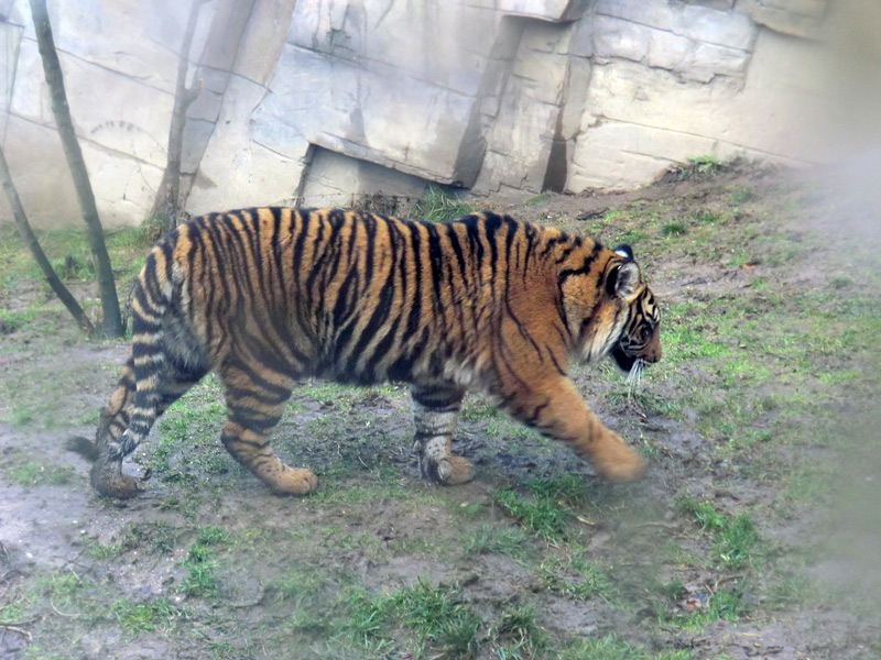Sumatra Tigerjungtier DASEEP im Zoo Wuppertal am 8. Januar 2012