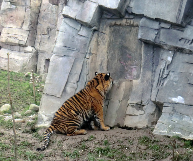 Sumatra Tigerjungtier DASEEP am Riechgitter im Wuppertaler Zoo am 14. Januar 2012