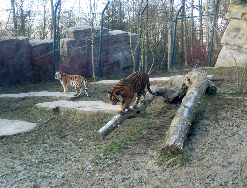 Sibirisches Tigerjungtier TSCHUNA und Sumatra Tigerjungtier DASEEP im Wuppertaler Zoo am 17. Januar 2012
