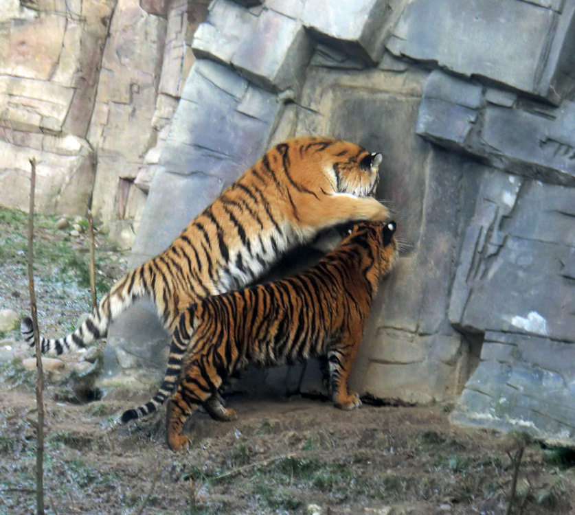 Sibirisches Tigerjungtier TSCHUNA und Sumatra Tigerjungtier DASEEP im Zoo Wuppertal am 17. Januar 2012