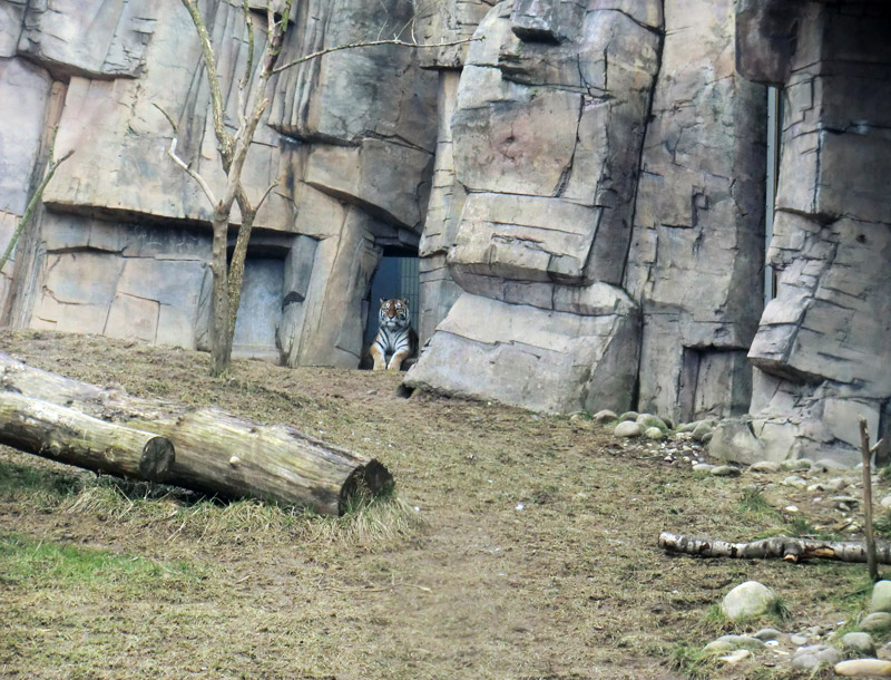 Sibirische Tigerin "Mymoza" im Zoologischen Garten Wuppertal am 20. Februar 2012