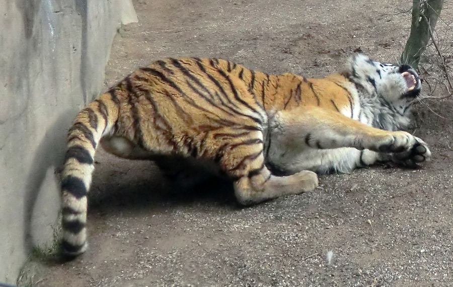 Sibirischer Tiger im Wuppertaler Zoo am 20. Februar 2012