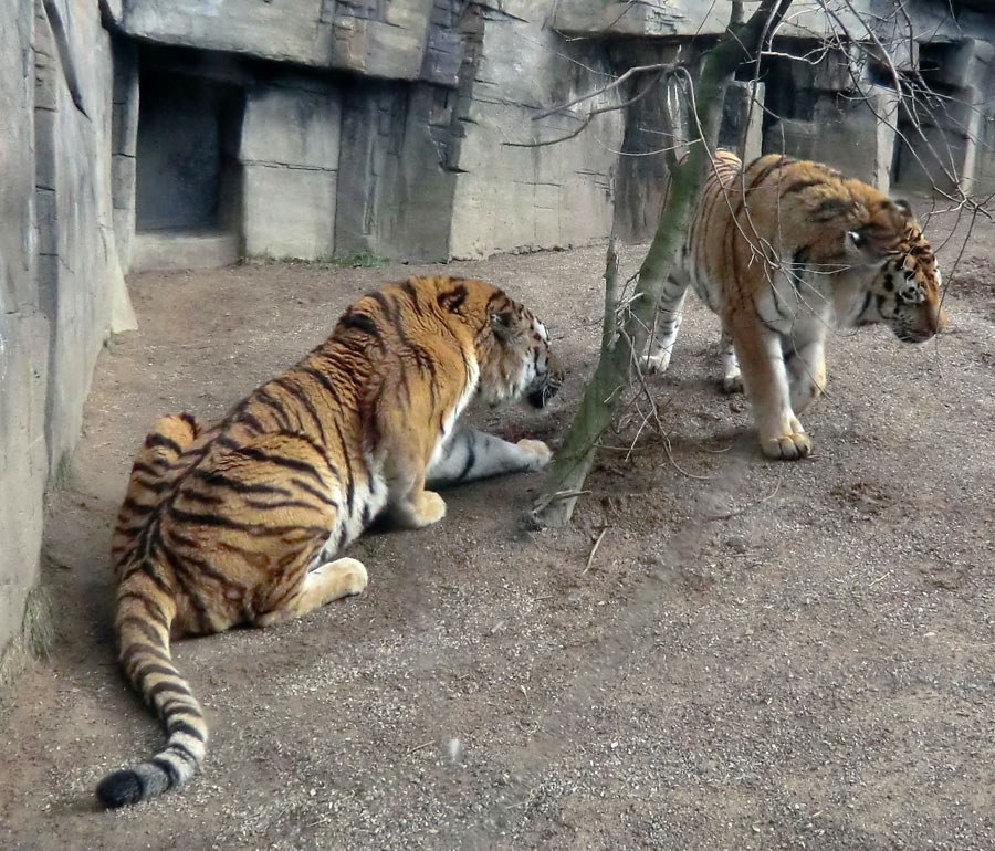 Sibirische Tiger "Mandschu" und "Wassja" im im Zoologischen Garten Wuppertal am 20. Februar 2012
