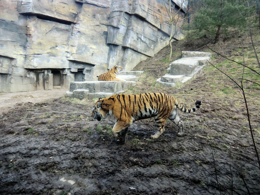 Sibirische Tiger im Zoologischen Garten Wuppertal am 21. Februar 2012